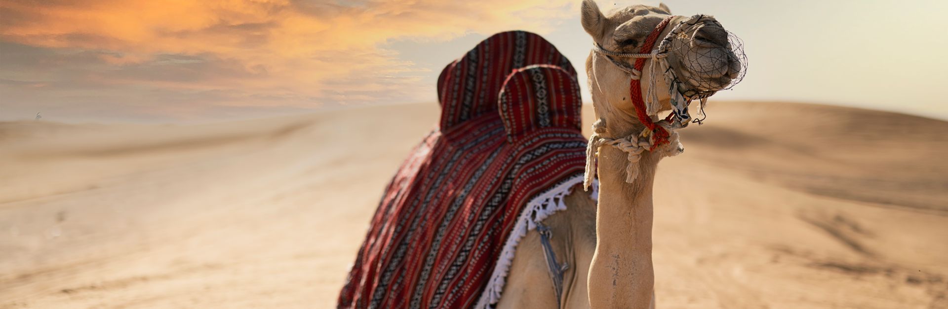 A camel adorned with traditional blankets rests on the sands of the Dubai desert under a vibrant sun