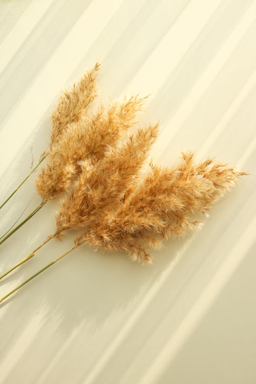 Pampas Grass on White Surface