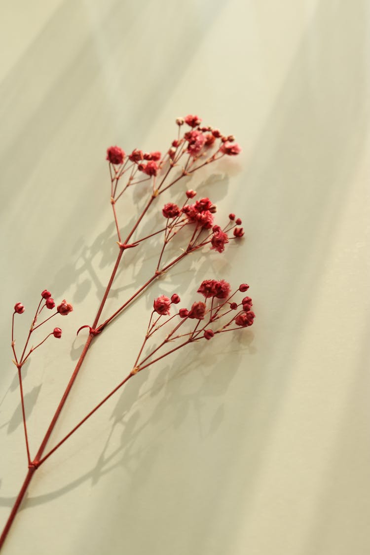 Dry Flowers On Branch On Light Background