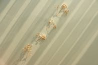 Photo of Dry Flowers