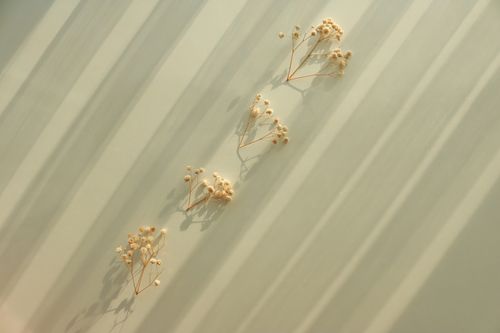 Free Elegant dried flowers casting shadows on a light pastel background. Stock Photo
