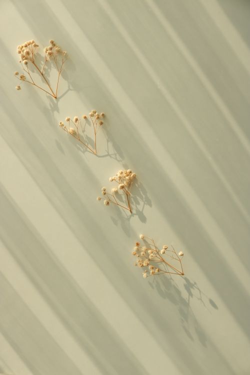 Free Elegant composition of dry flowers casting soft shadows on a light surface Stock Photo