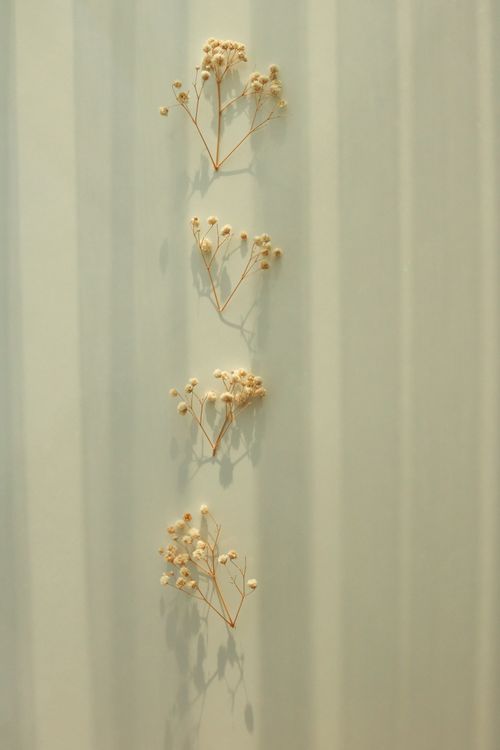 Free A minimalist composition of dried flowers on a soft pastel background, creating an elegant visual. Stock Photo