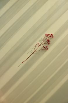 A single branch with red wildflowers casts a shadow on a striped surface, creating a minimalist and artistic look.