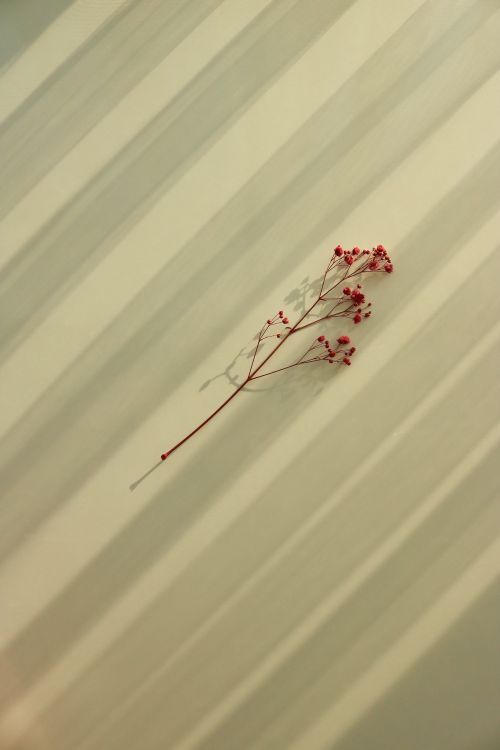 Free A single branch with red wildflowers casts a shadow on a striped surface, creating a minimalist and artistic look. Stock Photo