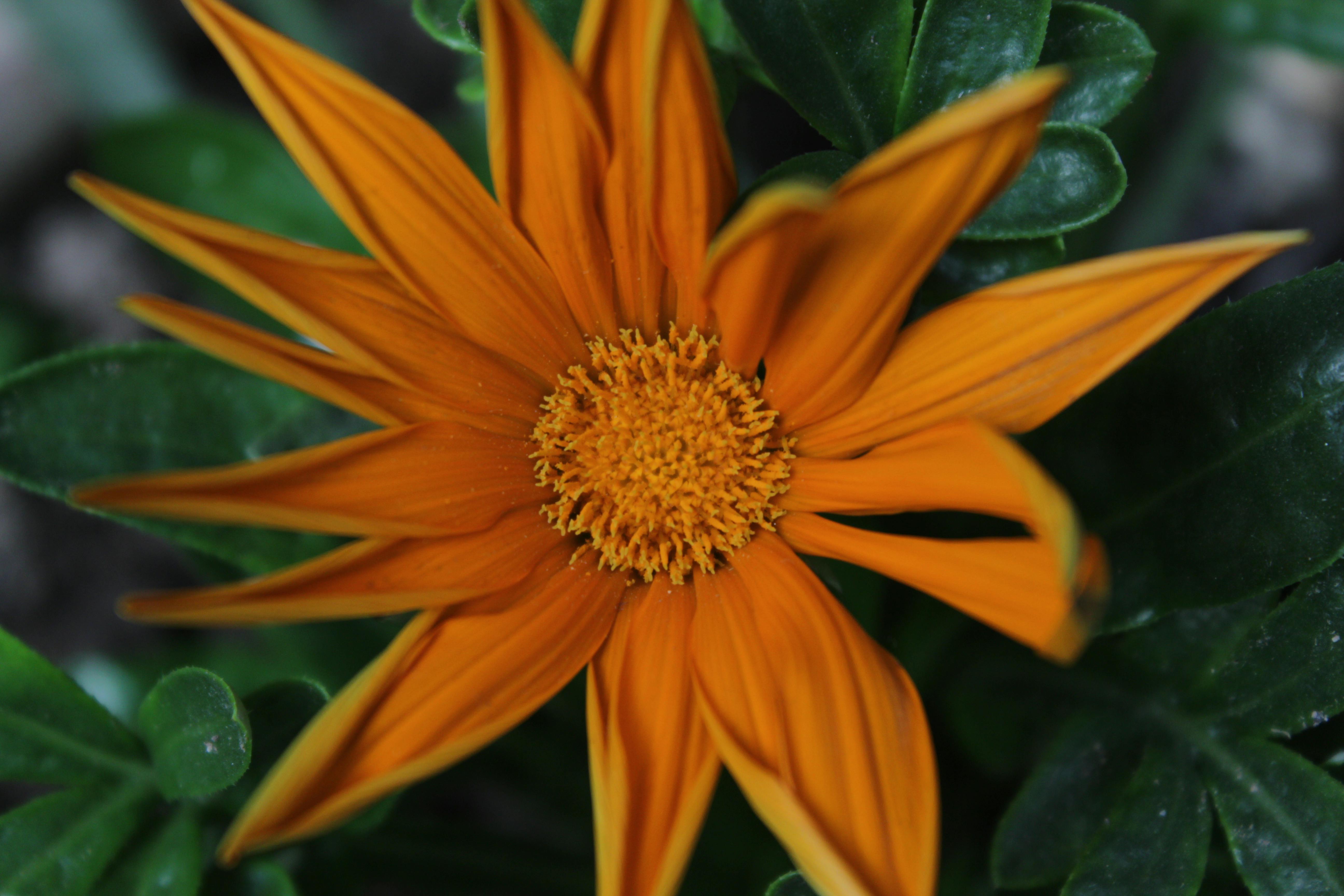 Free stock photo of anther, flower, SAFFRON FLOWER