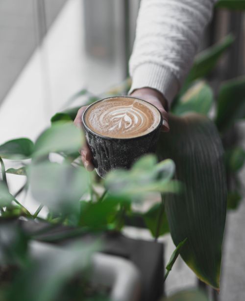 Free A person holds a coffee cup with latte art surrounded by green plants, creating a serene indoor ambiance. Stock Photo