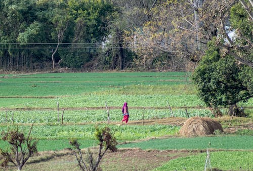 Δωρεάν στοκ φωτογραφιών με αγρόκτημα, βοσκοτόπι, γεωργία Φωτογραφία από στοκ φωτογραφιών