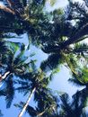 Green Palm Tree Under Blue Sky