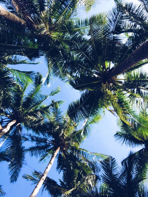 Free Coconut palm trees reaching towards a clear blue sky in Malay, Philippines. Tropical nature scene. Stock Photo
