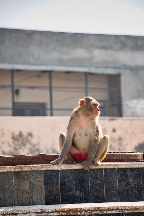 Brown Monkey Sitting on Brown Concrete Bench