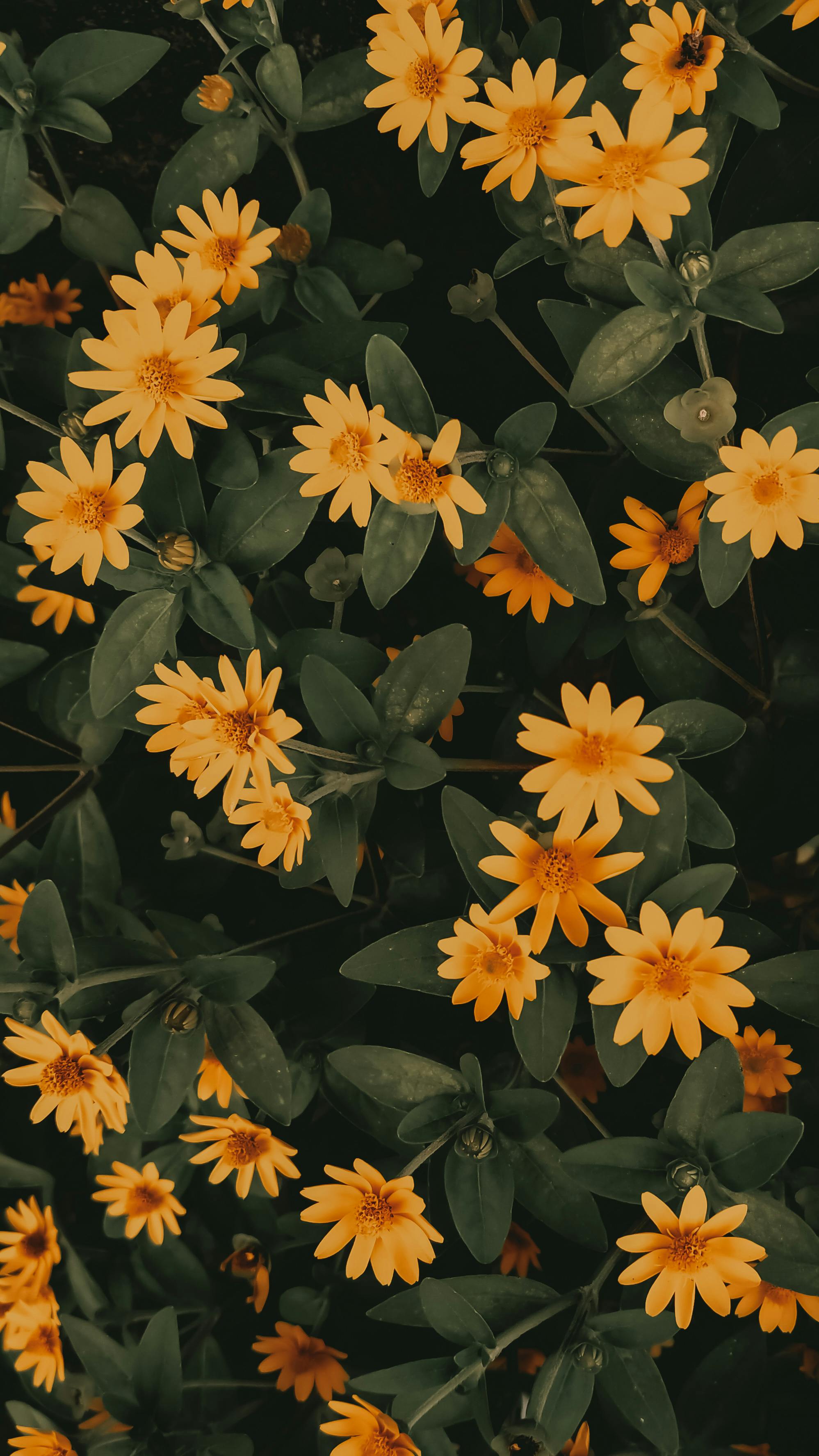 A vibrant collection of yellow daisies blooming amidst lush green leaves, captured from above.