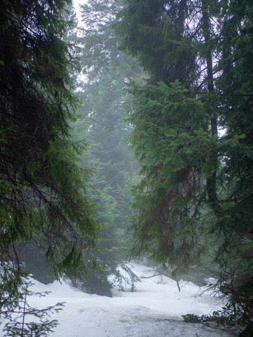 Free Serene winter forest landscape with snow and mist enveloping evergreen trees. Stock Photo