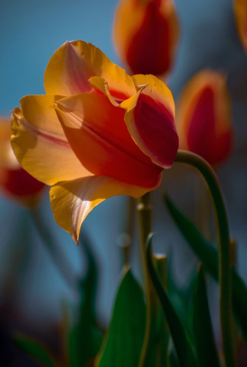 Free Beautiful close-up of a colorful tulip with warm lighting, showcasing intricate petals. Stock Photo