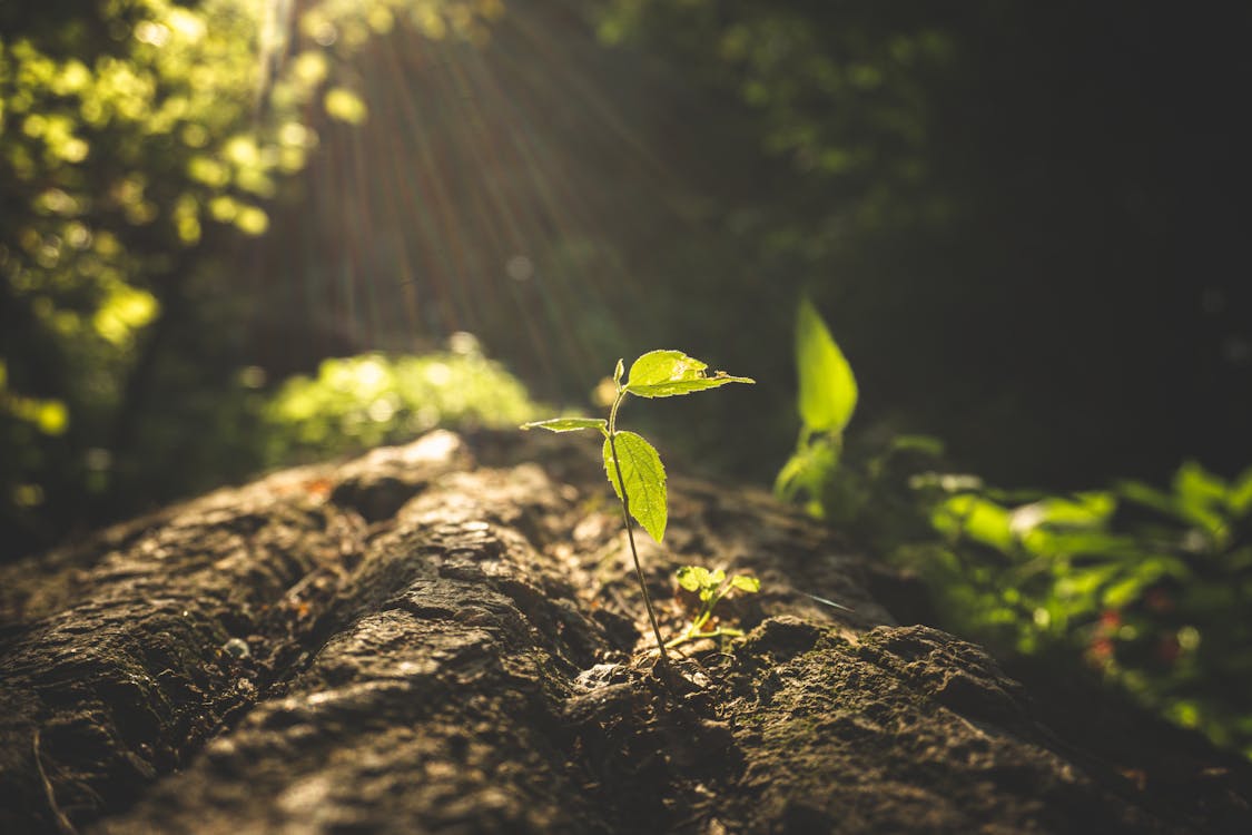 Green Leaf Plant on Brown Soil