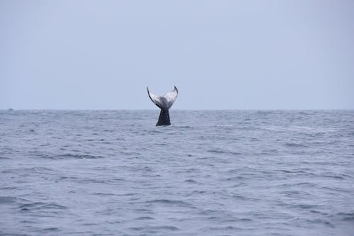 A Humpback Whale's Tail over the Ocean Water