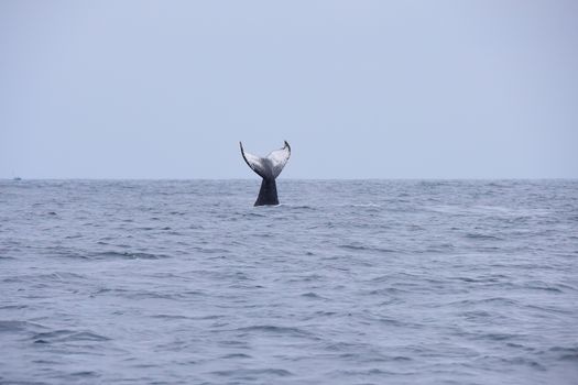 Captivating view of a humpback whale tail surfacing in the vast ocean.