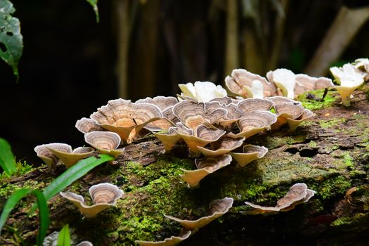 Mushrooms Growing on a Log