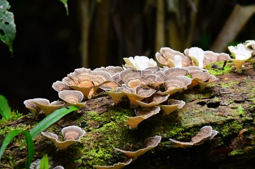 Free Detailed view of mushrooms growing on a mossy log in Macas, Ecuador's lush rainforest. Stock Photo