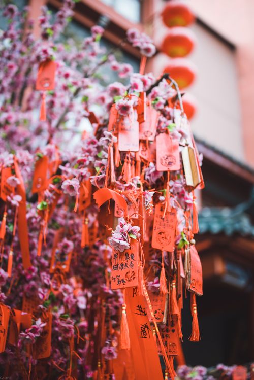 Free Cherry blossom tree adorned with vibrant wish tags in an outdoor celebration setting. Stock Photo