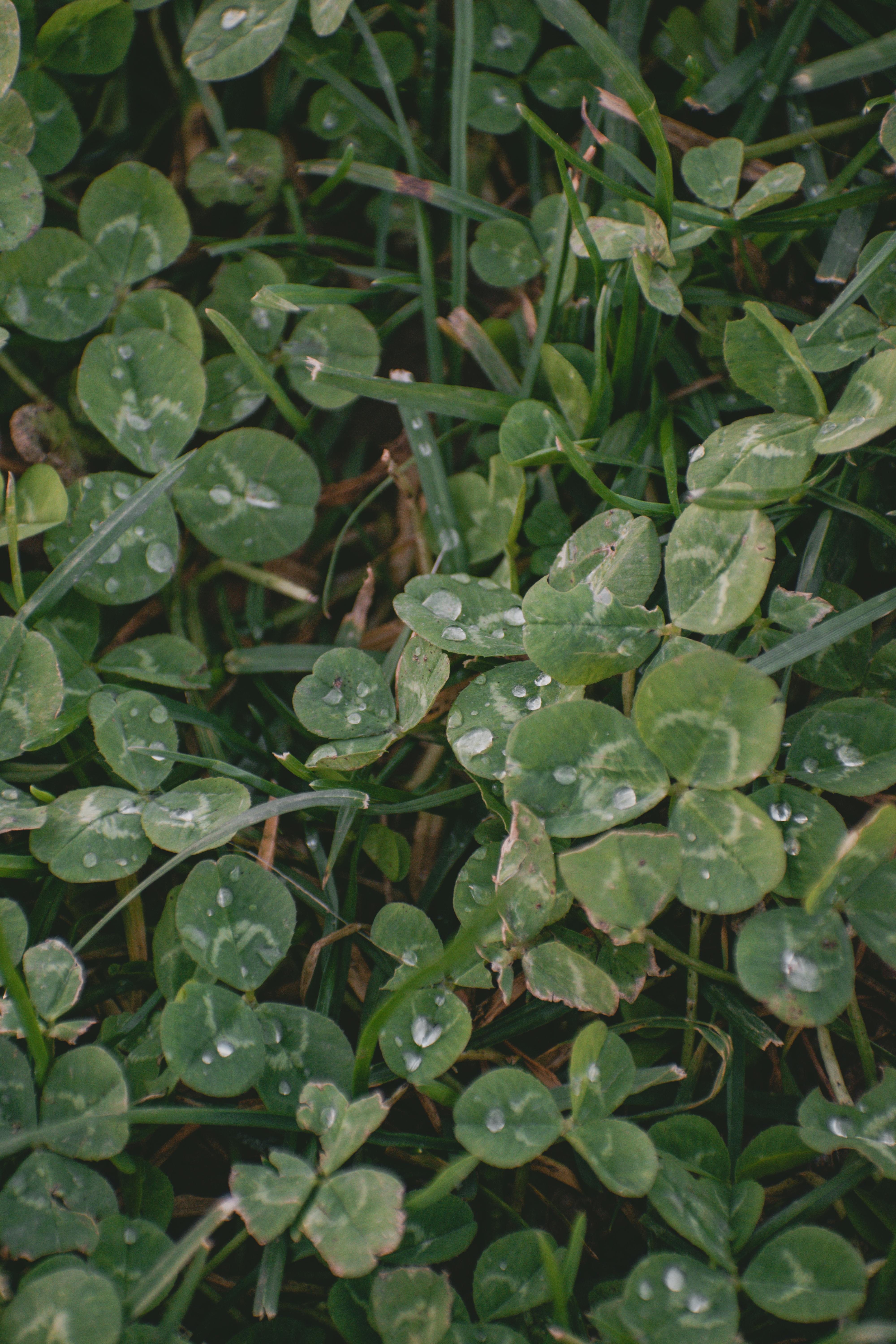 close up shot of green plants