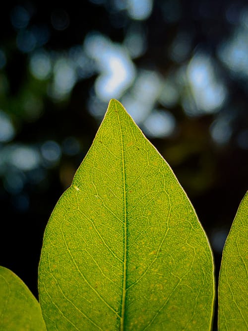 Free stock photo of green leaf, macro photography