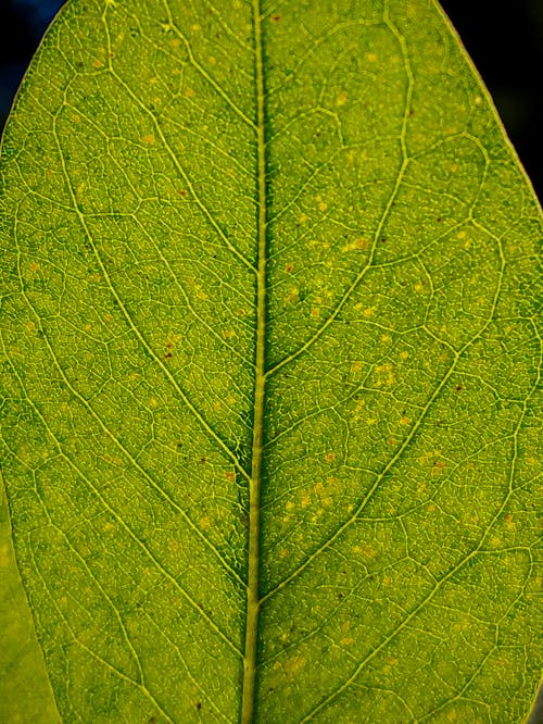 Free stock photo of green leaf, macro photography, macro world