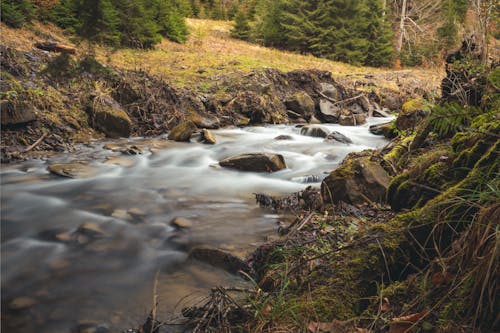 River in the Middle of Forest