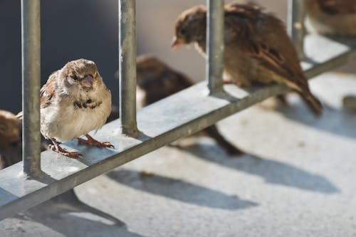 Photos gratuites de animal, aviaire, espace extérieur