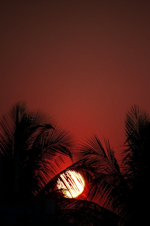 Sun in Red Sky behind Palm Trees on Sunset