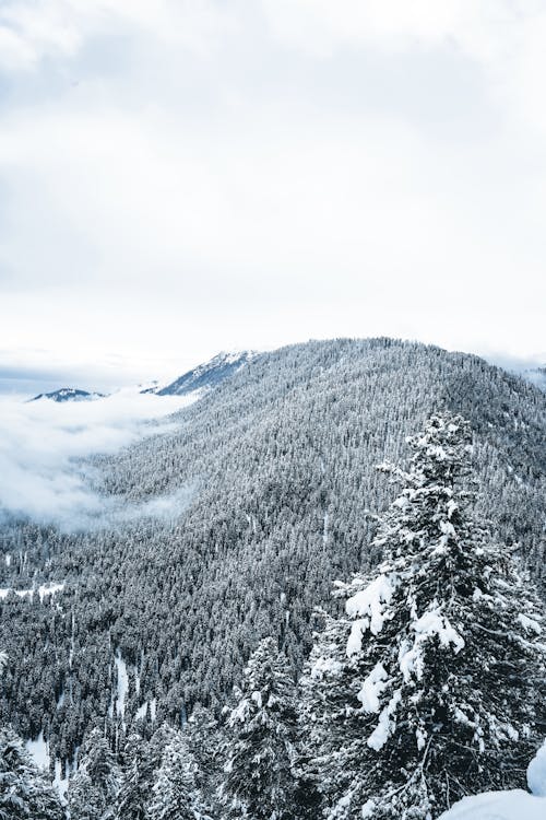 Snow Covered Trees on Mountain