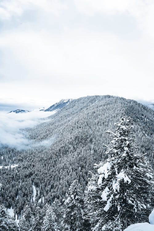 Foto profissional grátis de árvores, coberto de neve, inverno