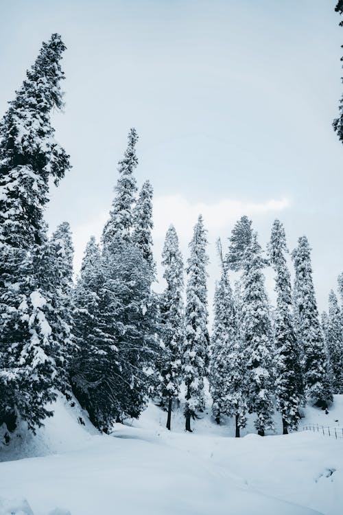 Snow Covered Pine Trees