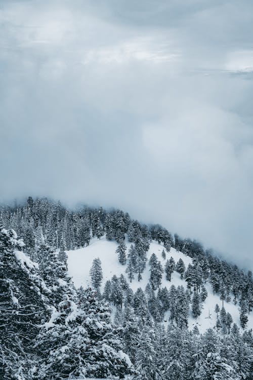 Snow Covered Trees and Mountain