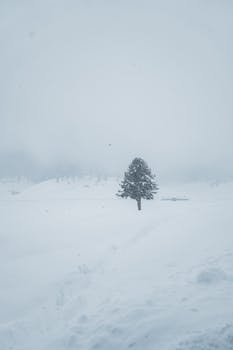A solitary tree stands in a vast, snow-covered winter landscape, evoking serenity.