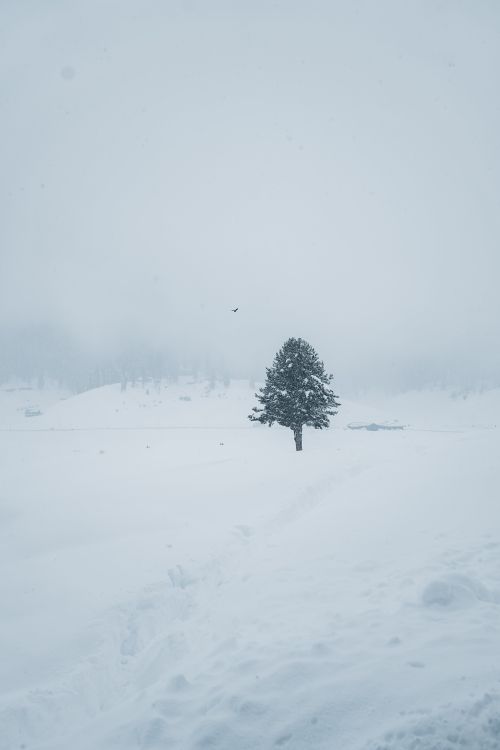 Free A solitary tree stands in a vast, snow-covered winter landscape, evoking serenity. Stock Photo