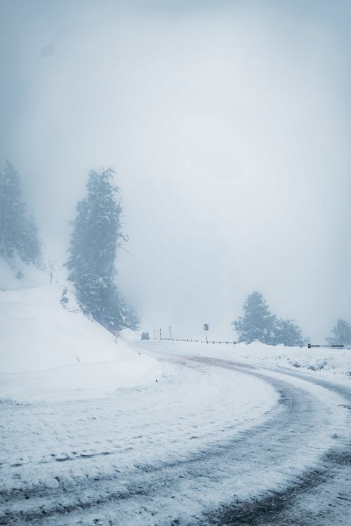 Foto profissional grátis de ao ar livre, árvores, chão coberto de neve