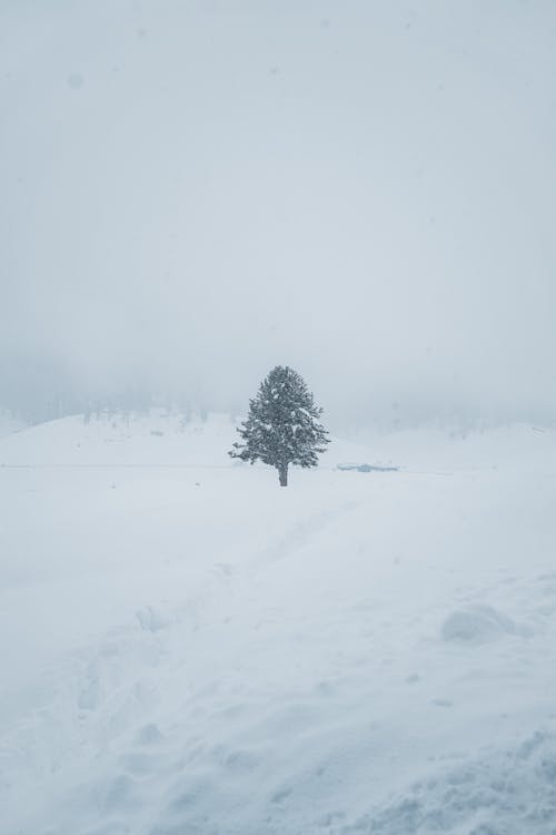 Silhouette of Tree on Snow Covered Ground