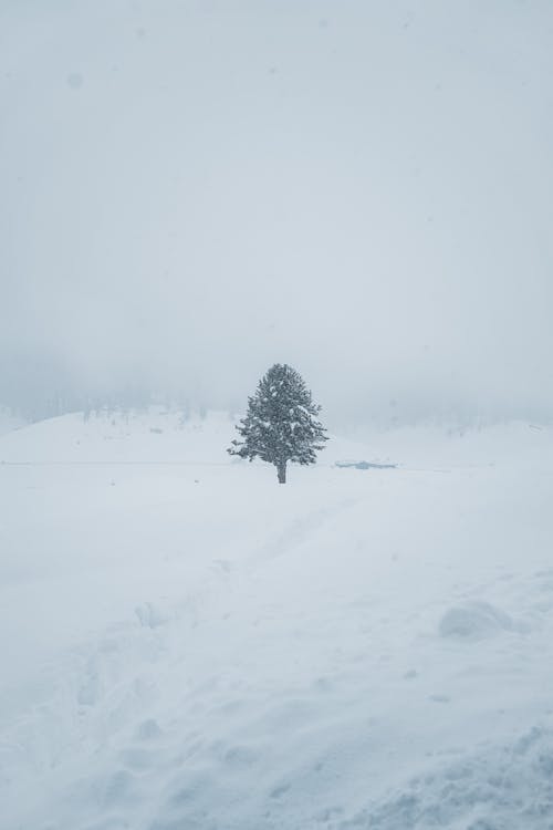 Immagine gratuita di albero, coperto, esterno