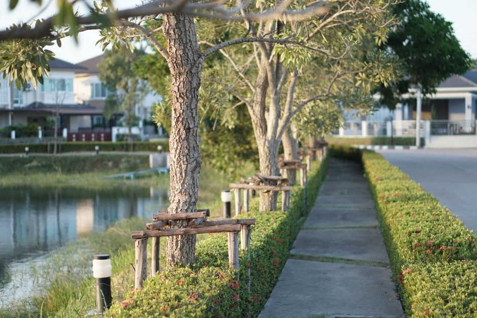 Lush garden pathway with established trees — replanting after tree removal Surrey BC