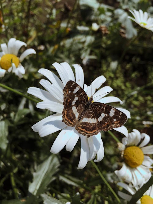 Free Brown Butterfly on White Daisy Stock Photo