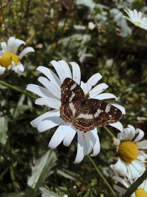 Foto profissional grátis de asas, borboleta, empoleirado