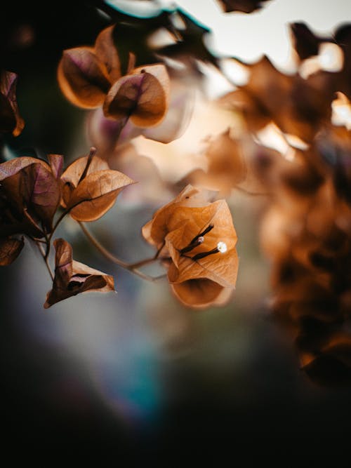 Kostnadsfri bild av blomfotografi, blommor, blomning