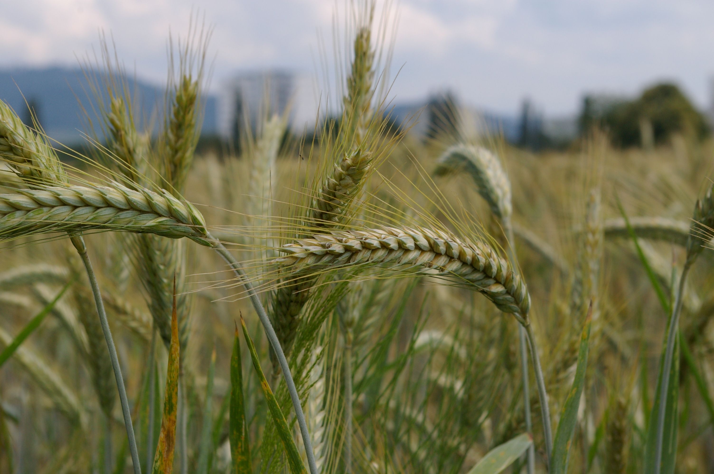 Golden wheat spikes in a field with mountains in the background under a cloudy sky.