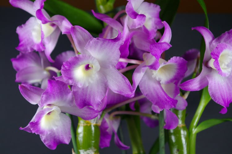 Beautiful Dendrobium Nobile Flowers 