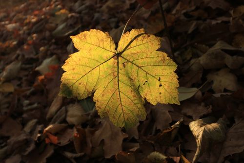 Free Close-up of a sunlit maple leaf on the forest floor during autumn, showcasing seasonal decay. Stock Photo