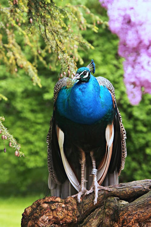 Blue Peacock on Tree Branch