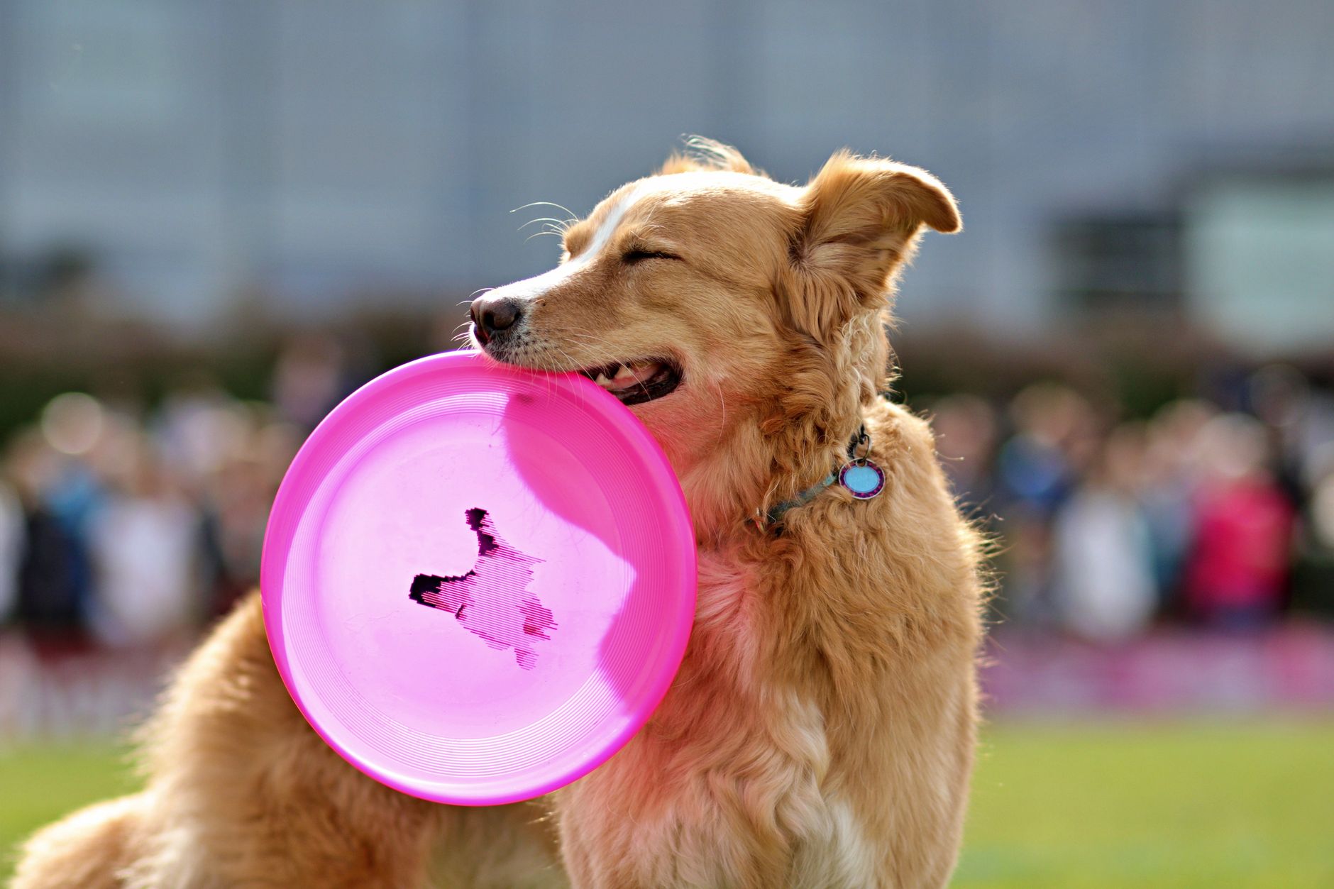 dog holding toy in mouth positive training