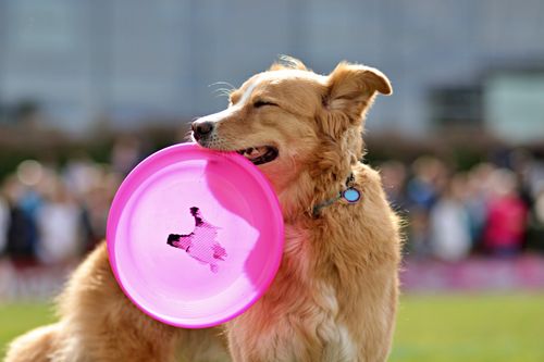 Free Cheerful Golden Retriever holding a pink frisbee in its mouth, outdoors. Stock Photo