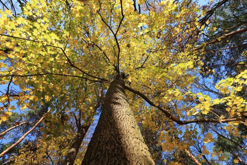 Maple Tree · Free Stock Photo